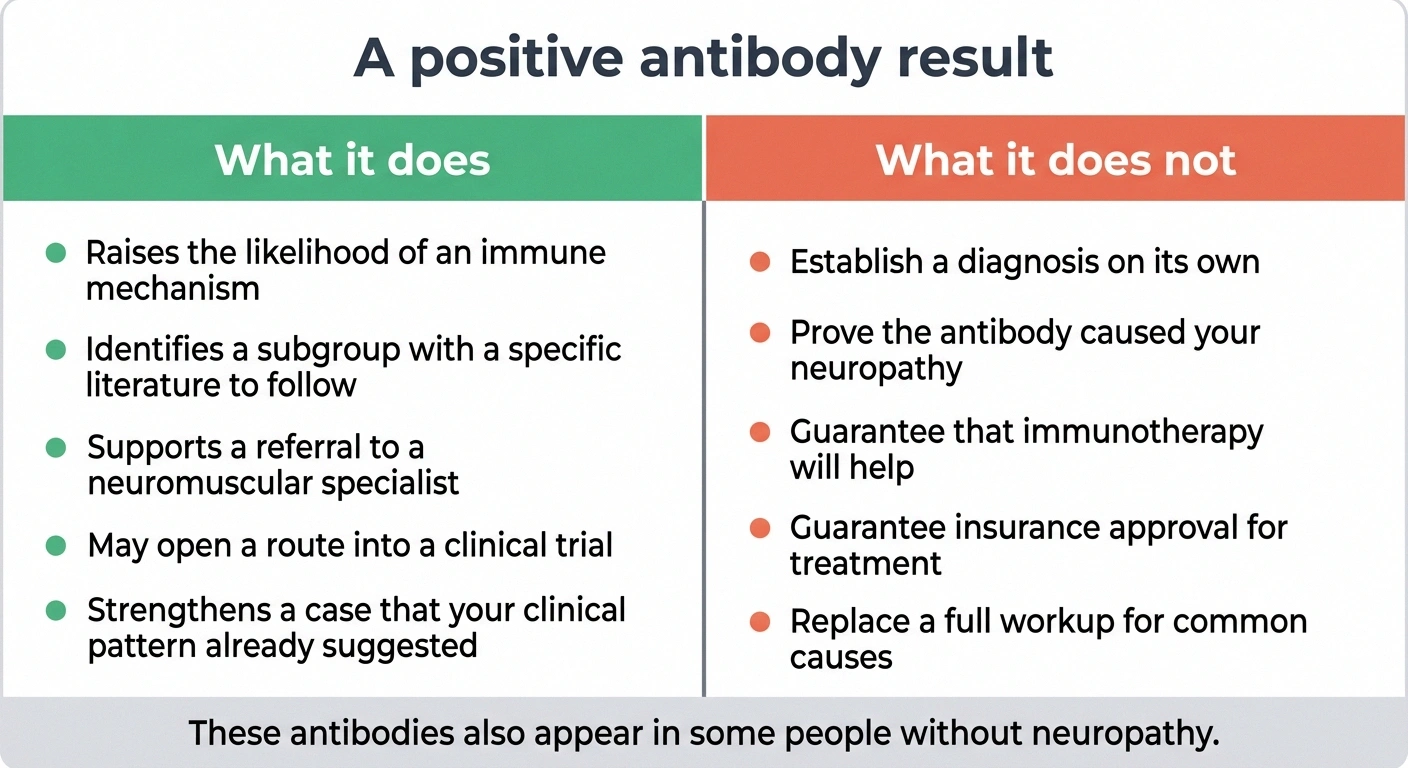 Two-column panel listing what a positive neuropathy antibody result does and does not mean