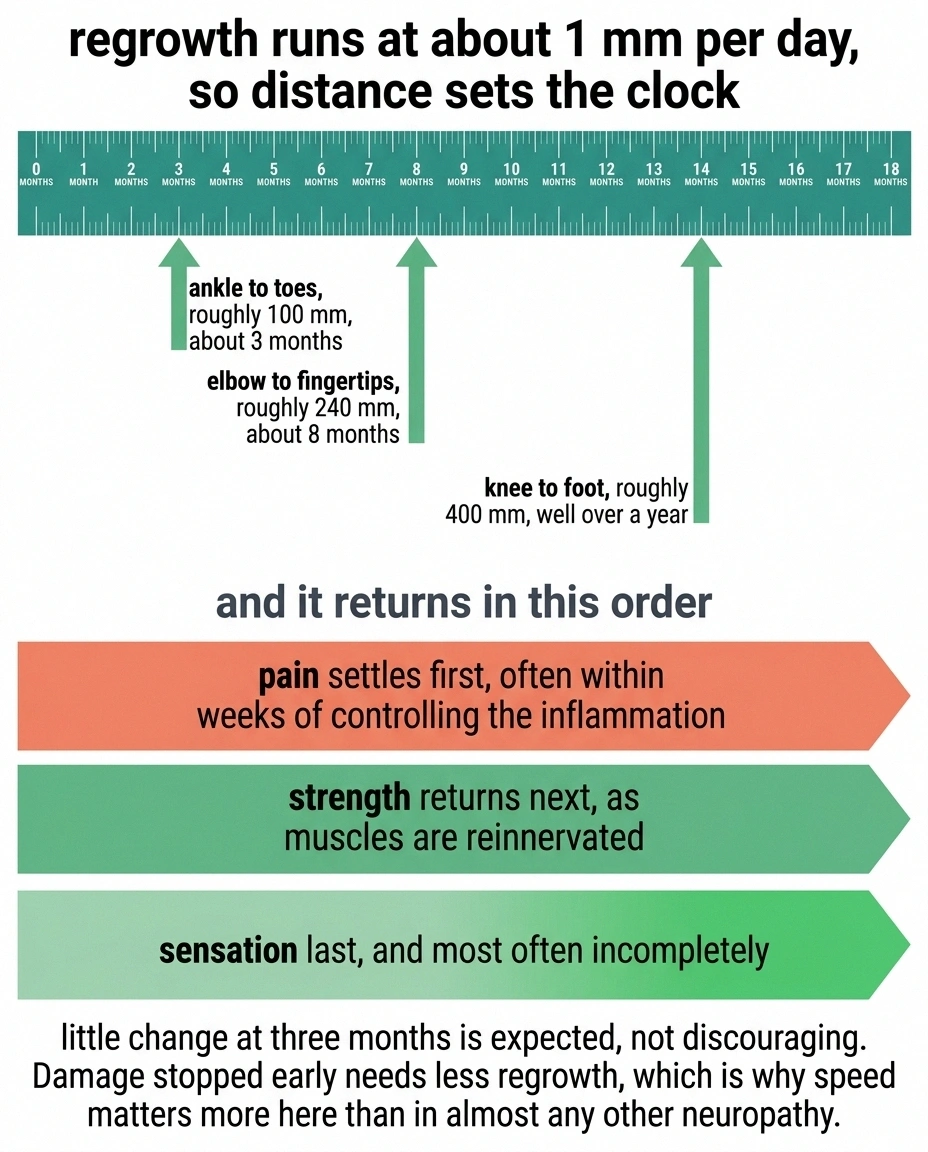 Timeline showing nerve regrowth distances in months and the order in which pain, strength and sensation return.
