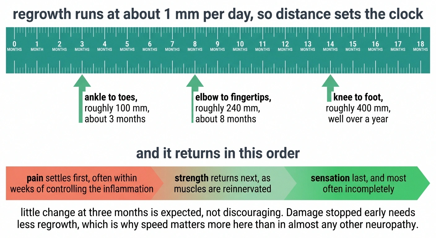 Timeline showing nerve regrowth distances in months and the order in which pain, strength and sensation return.