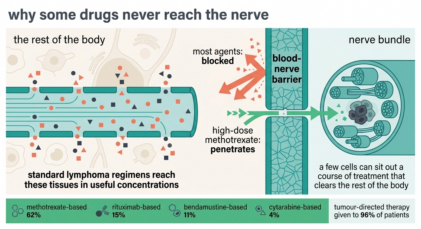 Schematic showing the blood-nerve barrier blocking most drugs while high-dose methotrexate penetrates.