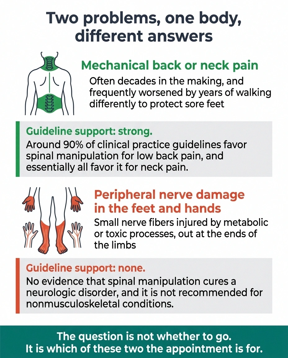 Two-column diagram separating mechanical spine pain from peripheral nerve damage and their evidence