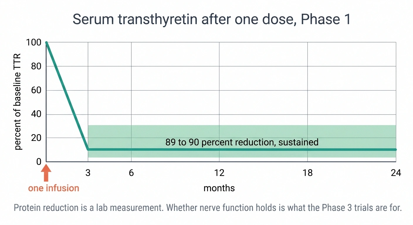 Line chart showing transthyretin reduction sustained to 24 months after one dose