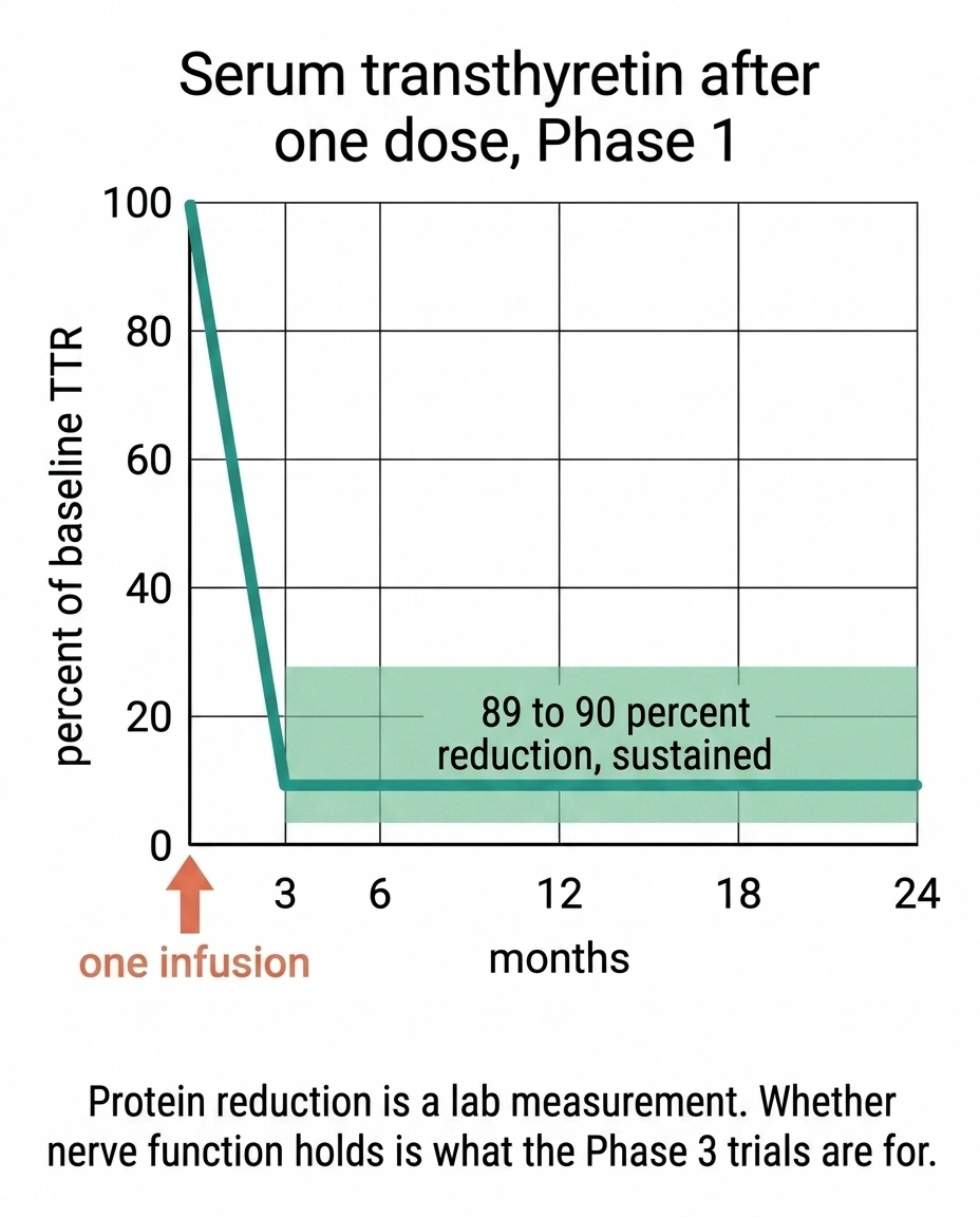 Line chart showing transthyretin reduction sustained to 24 months after one dose