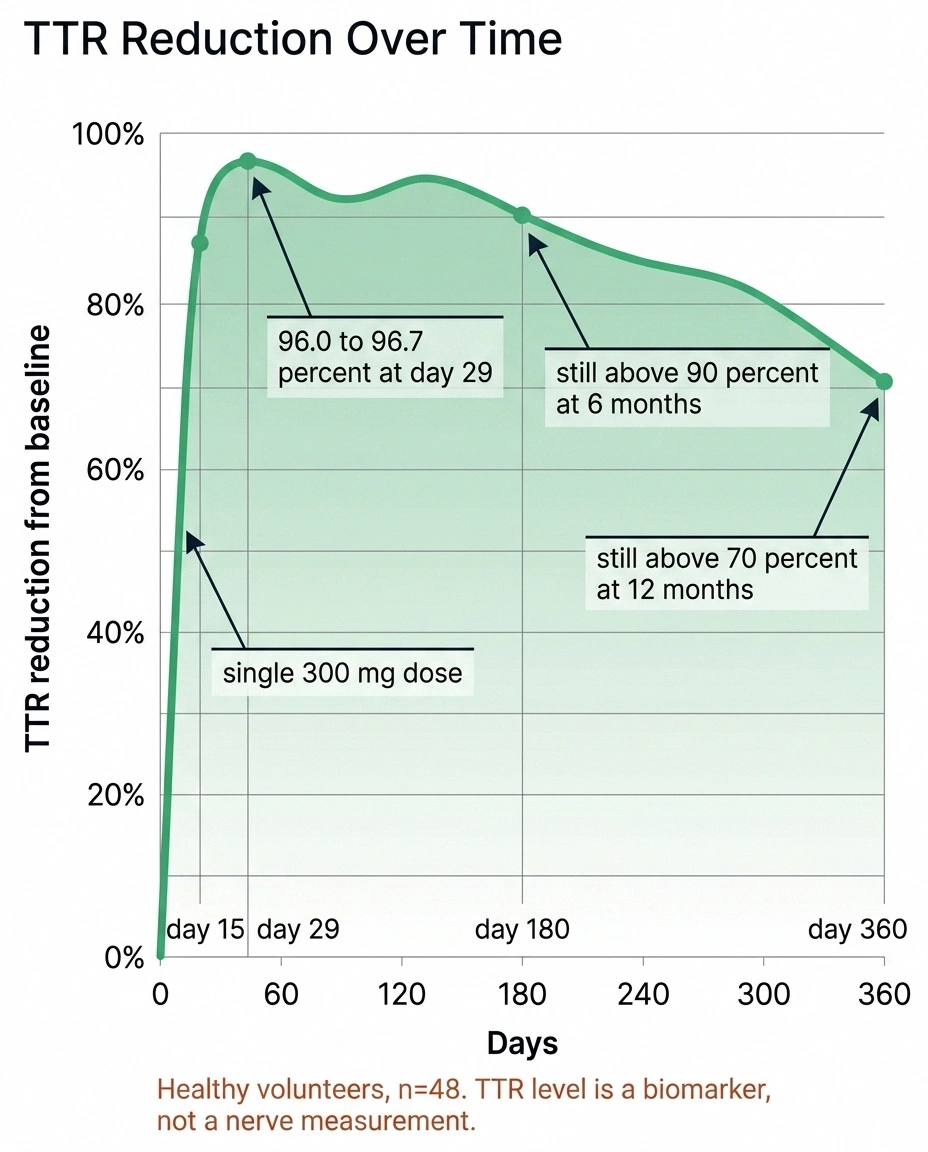 Line chart showing TTR knockdown peaking near 96 percent and holding above 70 percent at one year