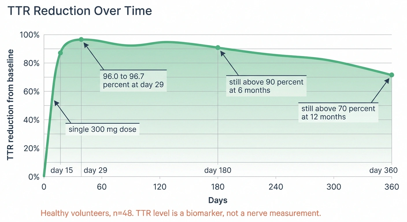 Line chart showing TTR knockdown peaking near 96 percent and holding above 70 percent at one year