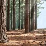 Managed maritime pine forest with textured reddish bark in dappled sunlight