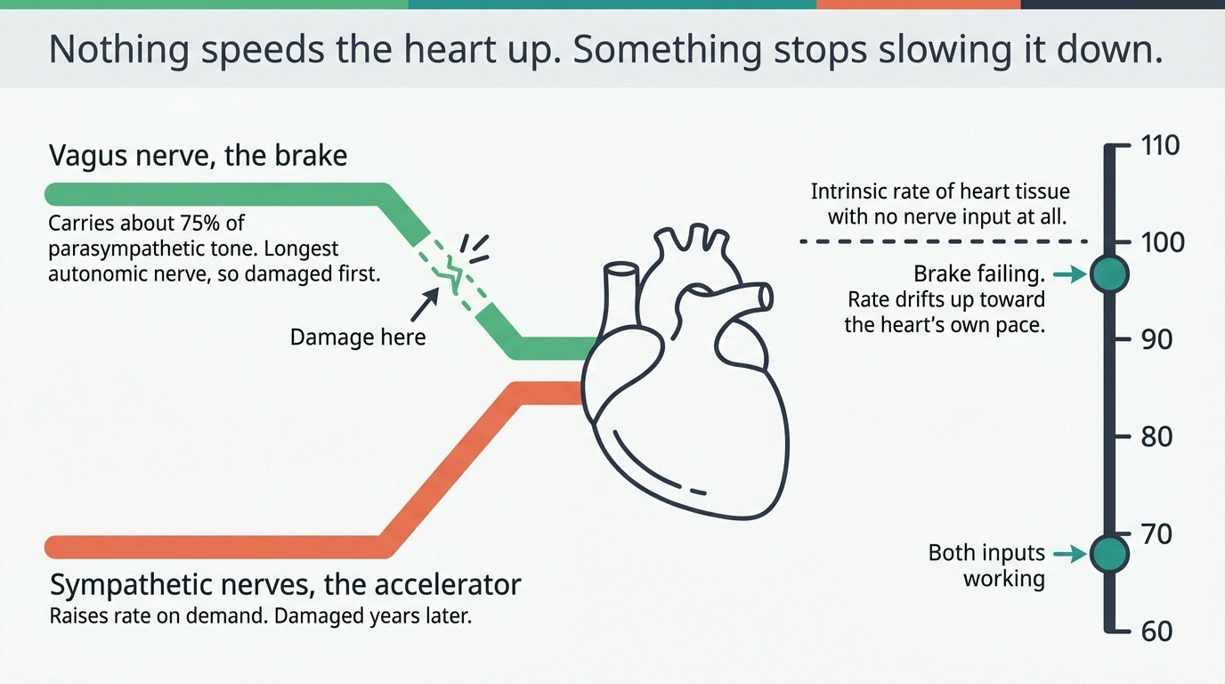 Diagram showing vagus brake and sympathetic accelerator controlling resting heart rate