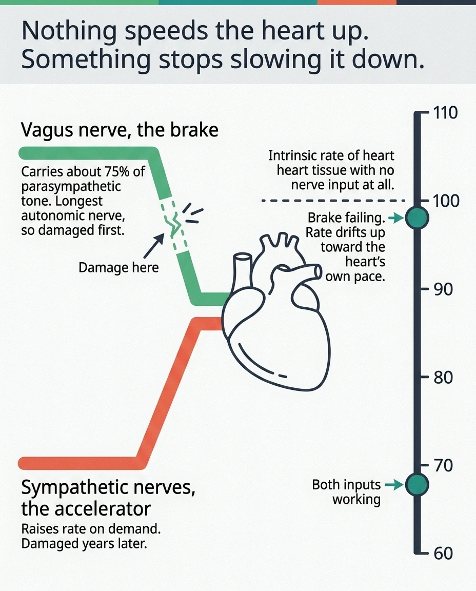 Diagram showing vagus brake and sympathetic accelerator controlling resting heart rate