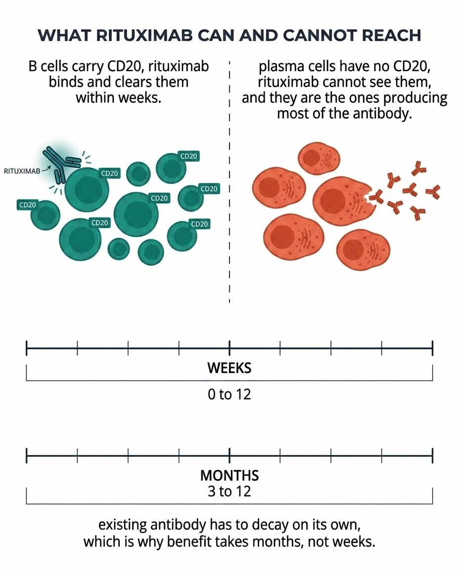 Diagram showing rituximab clears B cells but not antibody-producing plasma cells.
