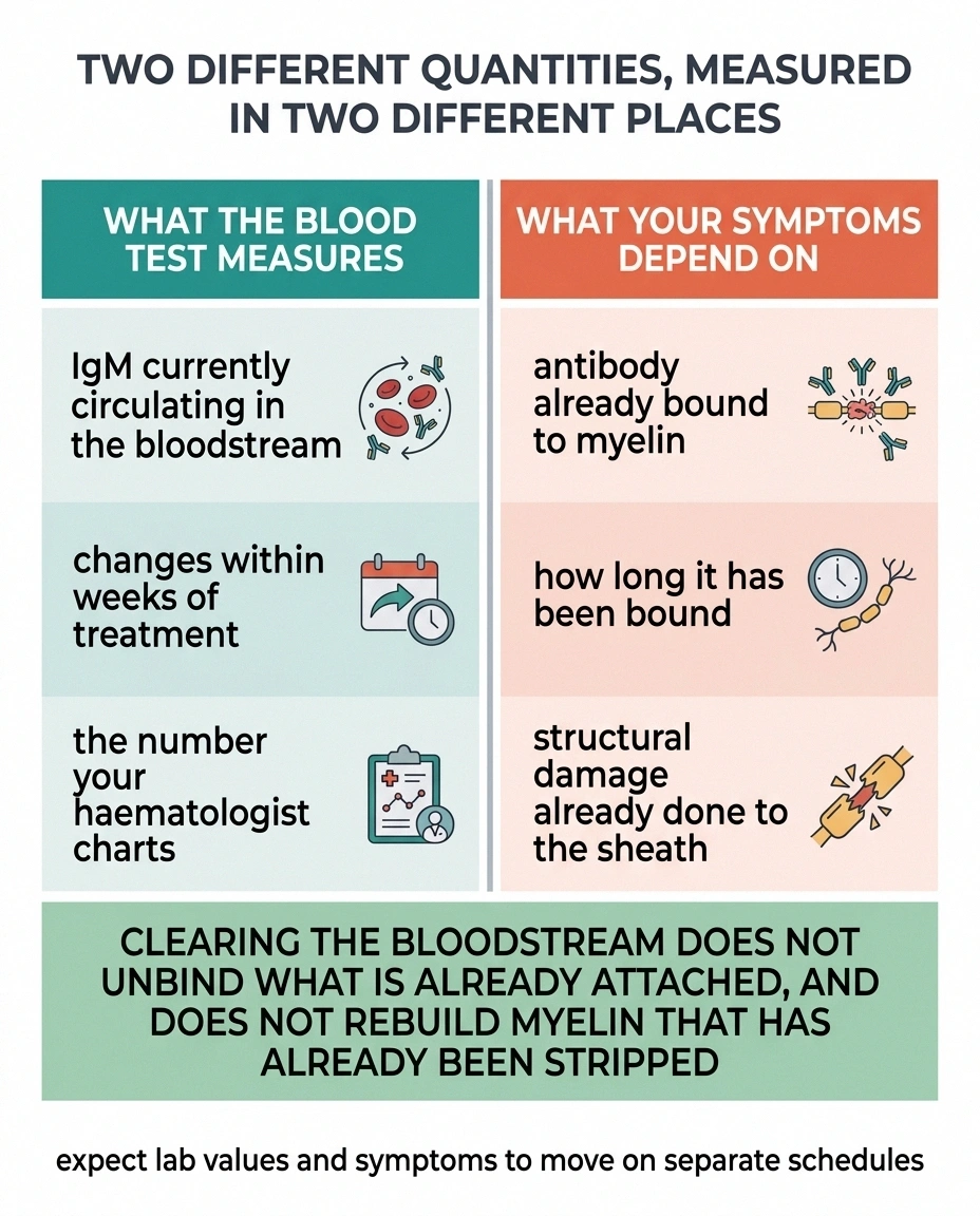Two-column diagram contrasting circulating IgM levels with antibody already bound to myelin.