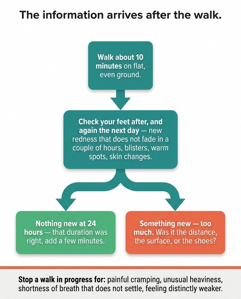 Flow diagram showing the 24-hour foot check that decides whether to increase walking time