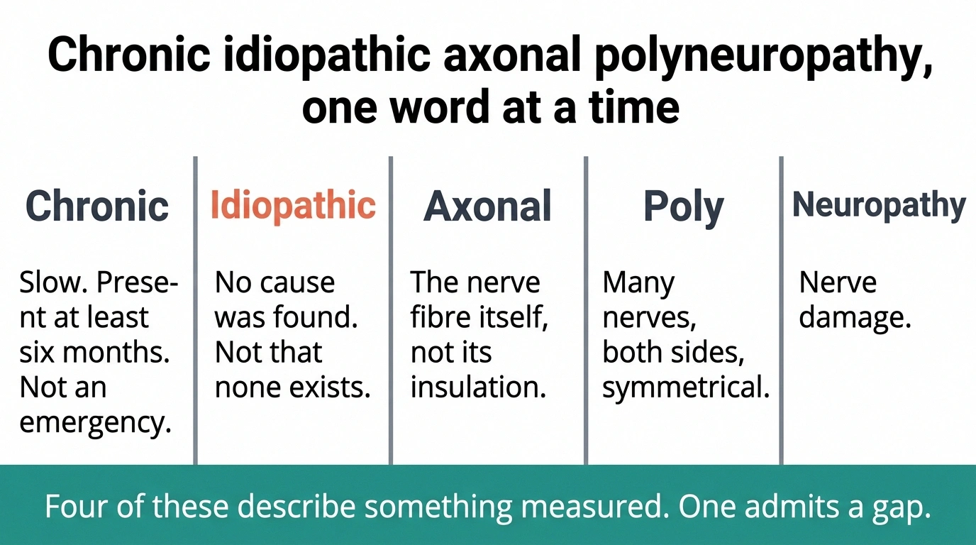 Five-column graphic translating each word of chronic idiopathic axonal polyneuropathy